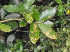 Cephaleuros lagerheimii