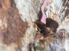 Agathidium maculosum