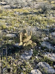 Opuntia strigil