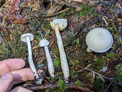 Tricholoma platyphyllum