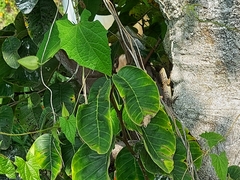 Sceloporus utiformis