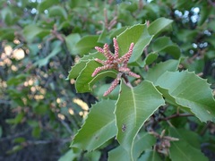 Rhus integrifolia × ovata