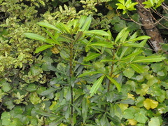Pseudopanax crassifolius × lessonii