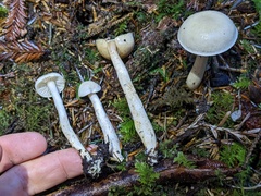 Tricholoma platyphyllum