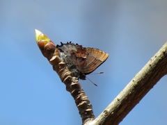 Callophrys henrici
