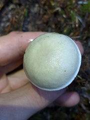 Tricholoma platyphyllum