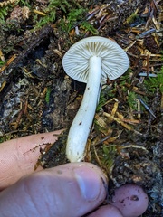Tricholoma platyphyllum