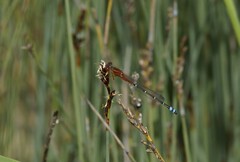 Xanthagrion erythroneurum