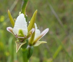Prasophyllum odoratum