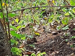 Sceloporus utiformis