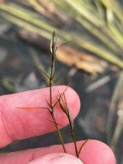 Najas guadalupensis