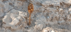 Podaxis