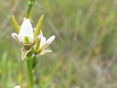 Prasophyllum odoratum