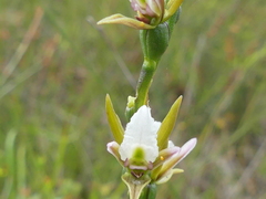 Prasophyllum odoratum
