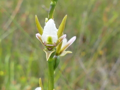 Prasophyllum odoratum