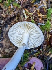 Tricholoma platyphyllum