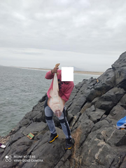 Pseudobatos planiceps