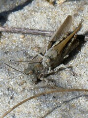 Trimerotropis maritima