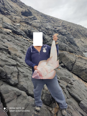 Pseudobatos planiceps