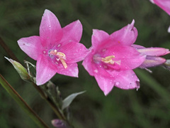 Dierama latifolium