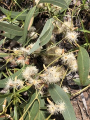 Eucalyptus bancroftii