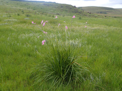 Dierama latifolium