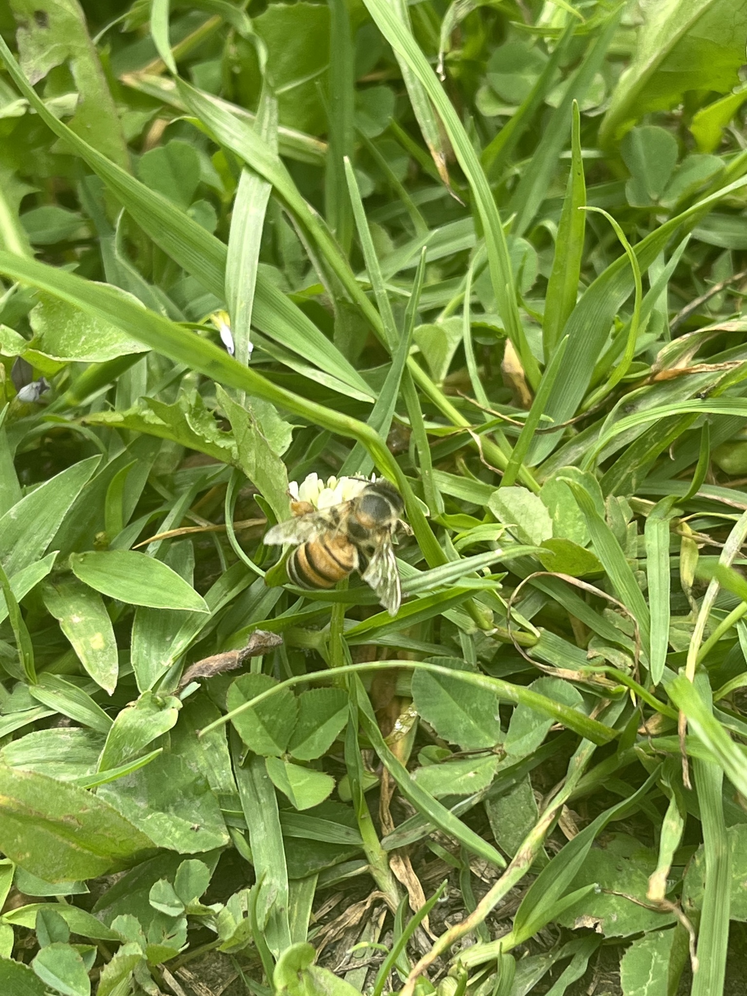 Apis image