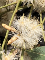 Eucalyptus bancroftii