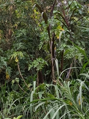 Ambrosia arborescens