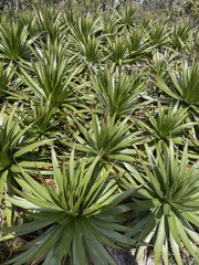 Furcraea andina