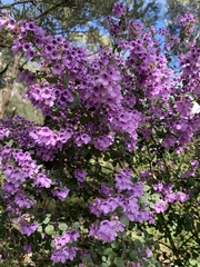 Prostanthera rotundifolia