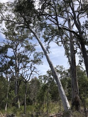Eucalyptus bancroftii