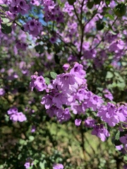 Prostanthera rotundifolia