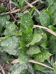 Dieffenbachia