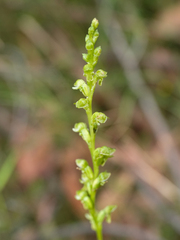 Microtis oblonga