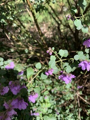Prostanthera rotundifolia