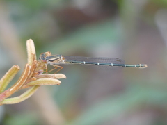 Xanthagrion erythroneurum