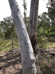 Eucalyptus bancroftii