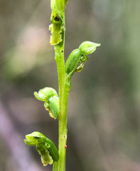 Microtis oblonga