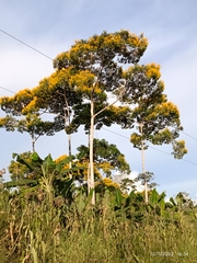 Handroanthus chrysanthus