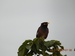 Acridotheres tristis