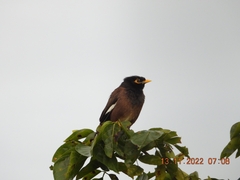 Acridotheres tristis