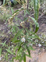 Olearia stellulata