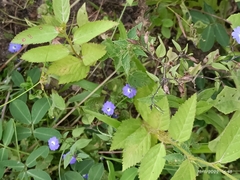 Browallia americana