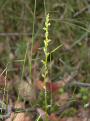 Microtis oblonga
