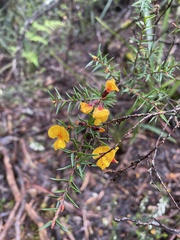 Pultenaea juniperina