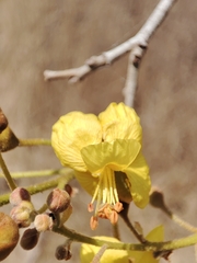 Cenostigma eriostachys