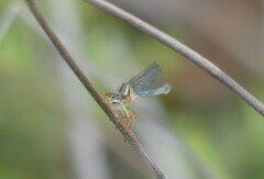 Xanthagrion erythroneurum
