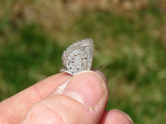 Celastrina neglecta