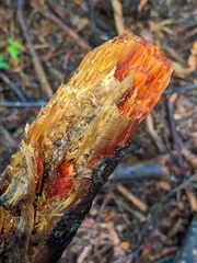 Phanerochaete sanguinea